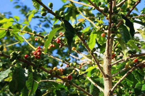 黑曼巴咖啡知识科普：咖啡树的种类(图1)